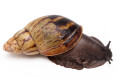 Archachatina camerunensis Cameroon adult